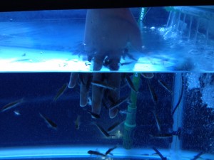 千歳サケのふるさと館５